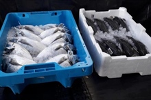 Trasporto del pesce, addio al polistirolo